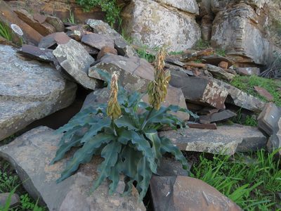 Veltheimia capensis, photographed by James Deacon