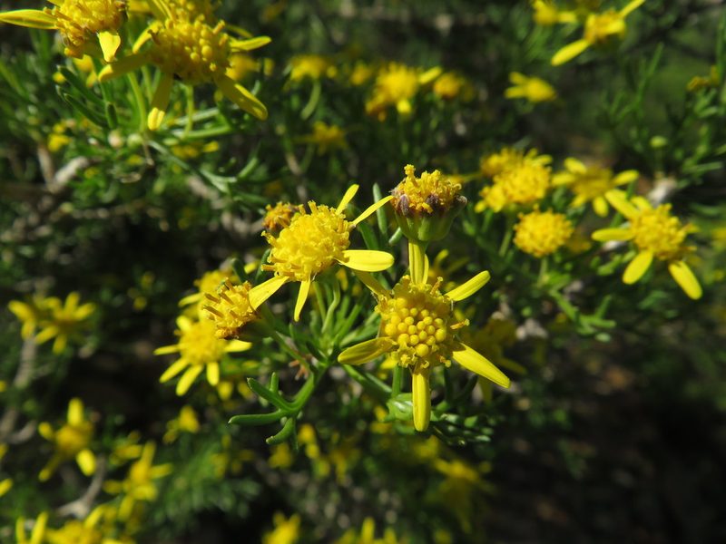 Euryops multifidus, photographed by James Deacon