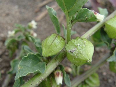 Physalis sulphurea, photographed by Alexis López Hernández