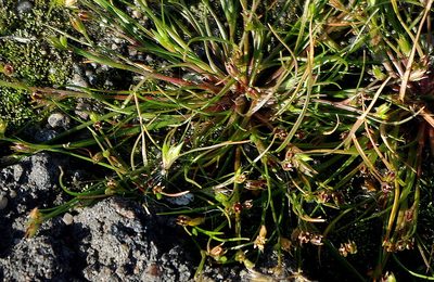 Juncus ranarius, photographed by Георгий Виноградов (Georgy Vinogradov)