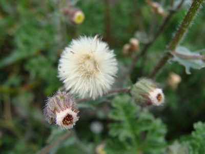 Erigeron variifolius, photographed by Alexis López Hernández