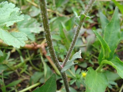 Erigeron variifolius, photographed by Alexis López Hernández