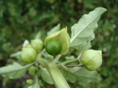 Physalis sulphurea, photographed by Alexis López Hernández