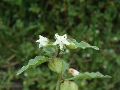 Physalis sulphurea, photographed by Alexis López Hernández