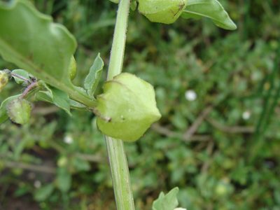 Physalis sulphurea, photographed by Alexis López Hernández