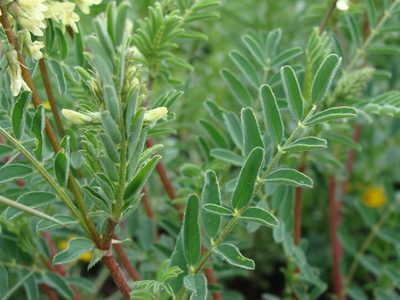 Astragalus radicans, photographed by Alexis López Hernández