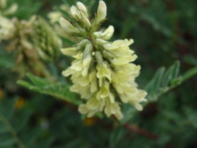 Astragalus radicans, photographed by Alexis López Hernández