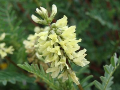 Astragalus radicans, photographed by Alexis López Hernández