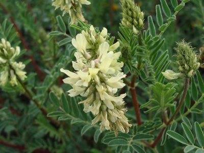 Astragalus radicans, photographed by Alexis López Hernández