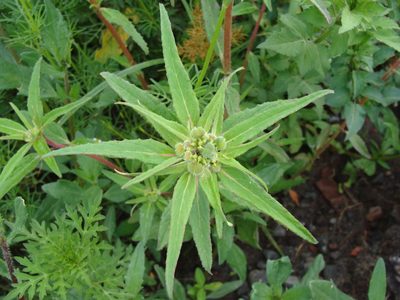 Euphorbia tubadenia, photographed by Alexis López Hernández