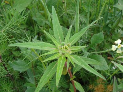 Euphorbia tubadenia, photographed by Alexis López Hernández
