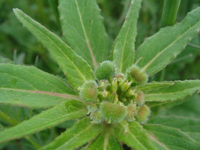 Euphorbia tubadenia, photographed by Alexis López Hernández