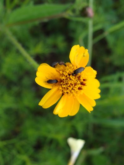 Tridax trilobata, photographed by Alexis López Hernández