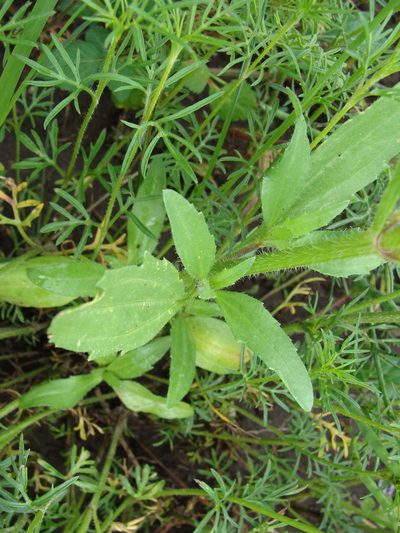 Tridax trilobata, photographed by Alexis López Hernández