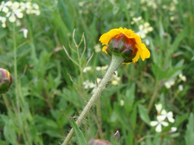 Tridax trilobata, photographed by Alexis López Hernández