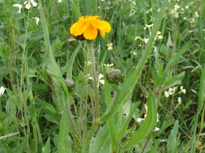 Tridax trilobata, photographed by Alexis López Hernández