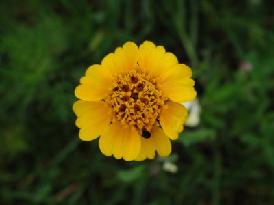 Tridax trilobata, photographed by Alexis López Hernández