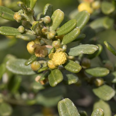 Beyeria leschenaultii, photographed by Kym Nicolson