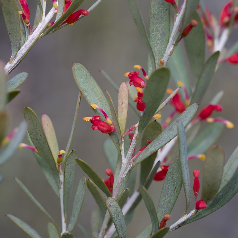 Grevillea pauciflora, photographed by Kym Nicolson