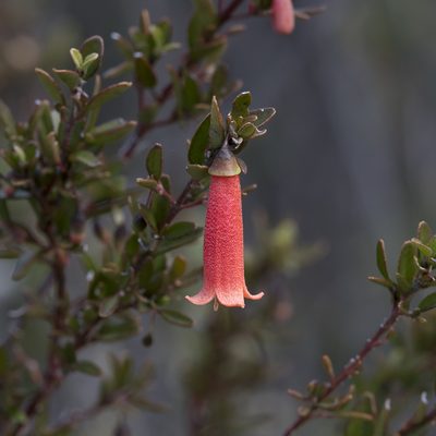 Correa pulchella, photographed by Kym Nicolson