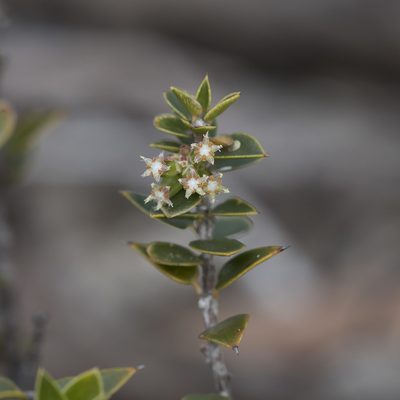 Acrotriche patula, photographed by Kym Nicolson