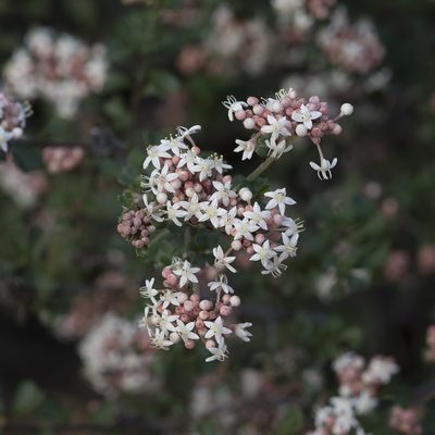 Pomaderris obcordata, photographed by Kym Nicolson