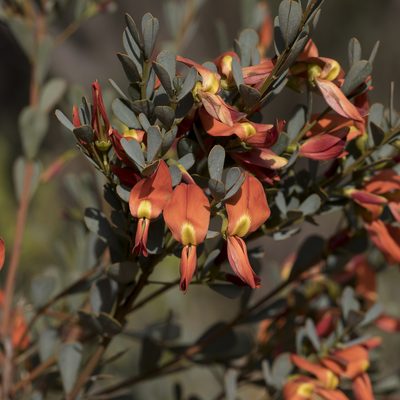 Templetonia retusa, photographed by Kym Nicolson