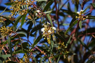 Eucalyptus haemastoma, photographed by Thomas Mesaglio