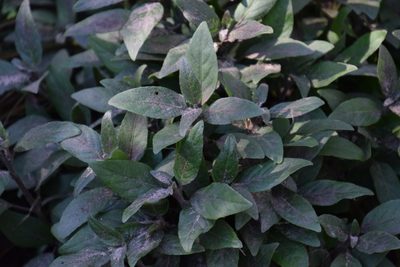 Ruellia longepetiolata, photographed by Thomas Mesaglio