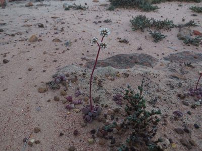 Crassula fragarioides, photographed by James Deacon