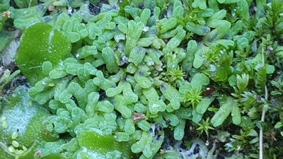 Riccia subbifurca, photographed by Andrew Thornhill
