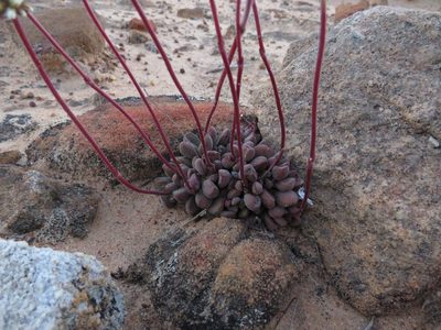 Crassula fragarioides, photographed by James Deacon