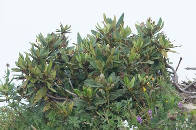 Rhododendron caucasicum, photographed by Mikhail Nevsky