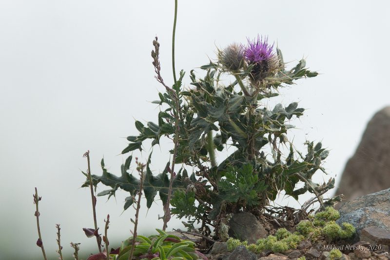 Cirsium pugnax, photographed by Mikhail Nevsky