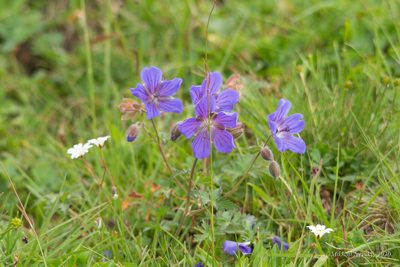 Geranium gymnocaulon, photographed by Mikhail Nevsky