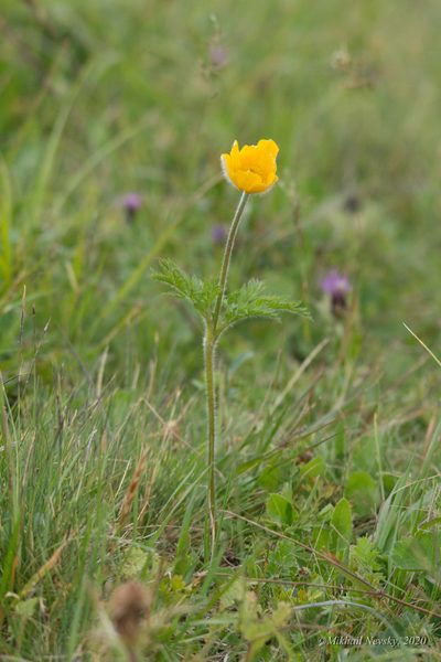 Pulsatilla aurea, photographed by Mikhail Nevsky