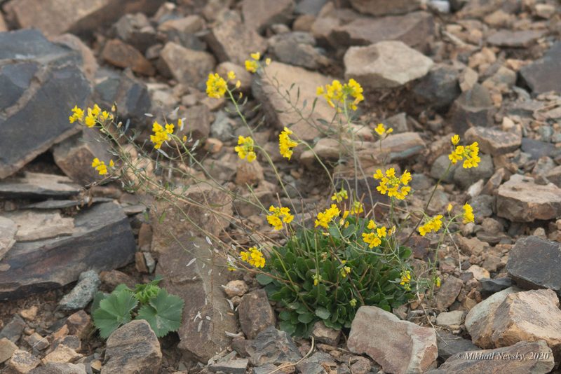Draba hispida, photographed by Mikhail Nevsky