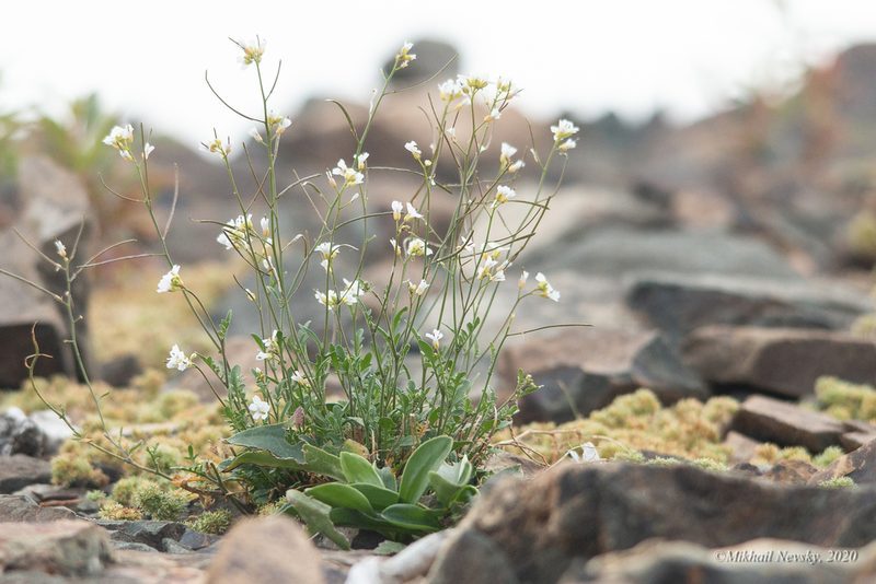 Oreophyton huetii, photographed by Mikhail Nevsky