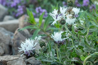 Centaurea cheiranthifolia, photographed by Mikhail Nevsky