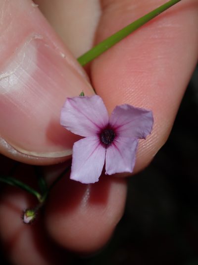 Tetratheca glandulosa, photographed by Thomas Mesaglio