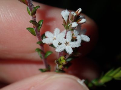 Leucopogon microphyllus, photographed by Thomas Mesaglio