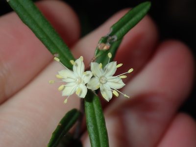 Phebalium squamulosum, photographed by Thomas Mesaglio