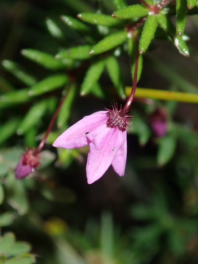 Tetratheca ericifolia, photographed by Thomas Mesaglio