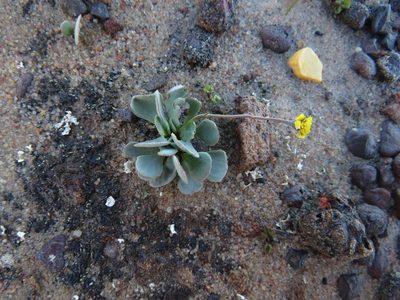 Othonna cacalioides, photographed by James Deacon