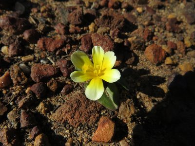 Moraea luteoalba, photographed by James Deacon