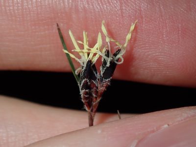 Schoenus ericetorum, photographed by Thomas Mesaglio