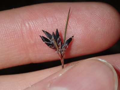 Schoenus ericetorum, photographed by Thomas Mesaglio