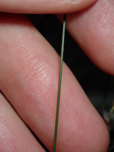 Schoenus ericetorum, photographed by Thomas Mesaglio