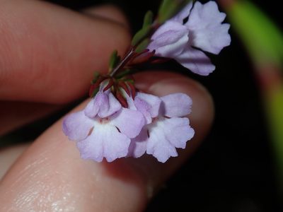 Hemigenia purpurea, photographed by Thomas Mesaglio