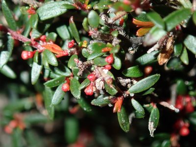 Micrantheum ericoides, photographed by Thomas Mesaglio